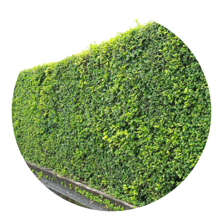 plantas-cerca-viva-em-fortaleza-ceara-stop-gramas