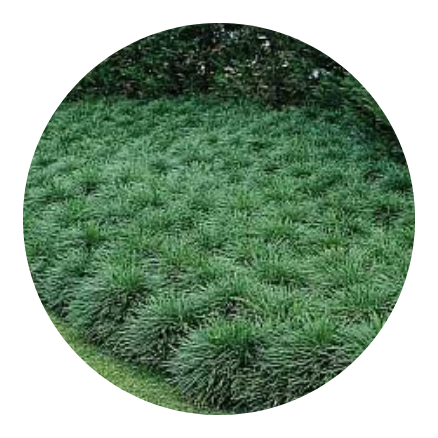 plantas-de-forracoes-em-fortaleza-ceara-stop-gramas