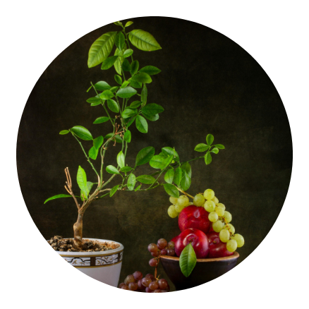 plantas-futiferas-em-fortaleza-ceara-stop-gramas