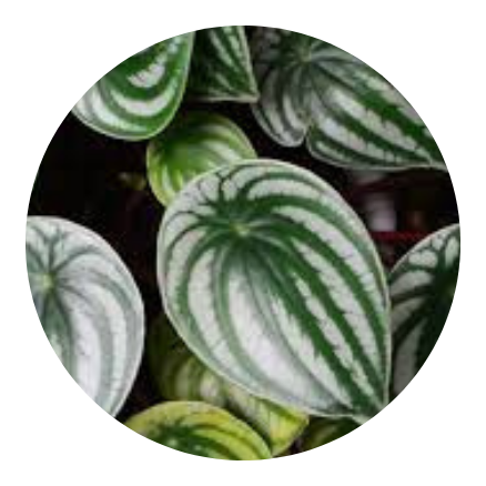 plantas-nativas-em-fortaleza-ceara-stop-gramas
