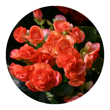 plantas-ornamentais-em-fortaleza-ceara-stop-gramas (2)