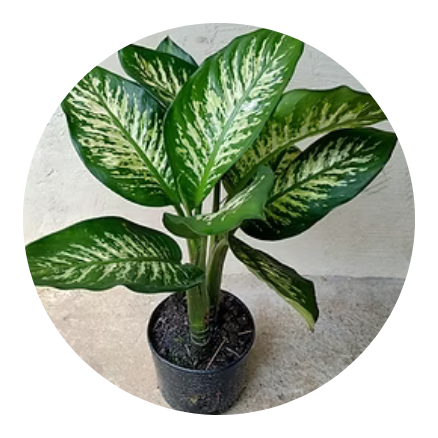 plantas-ornamentais-em-fortaleza-ceara-stop-gramas