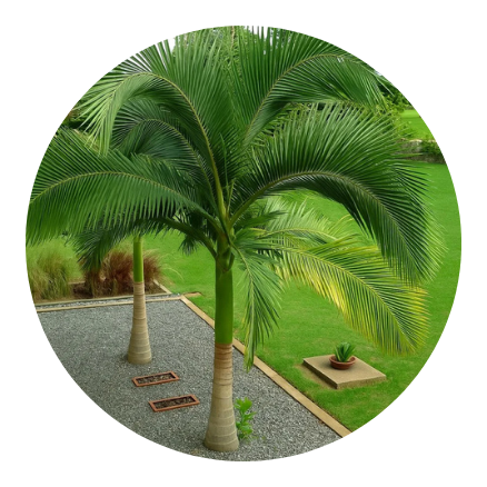 plantas-palmeiras-em-fortaleza-ceara-stop-gramas