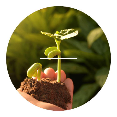plantio-e-replantio-com-plantas-solucoes-jardinagem-stop-gramas-fortaleza-ce