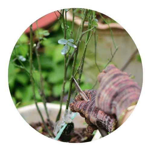 podas-e-cuidados-solucoes-jardinagem-stop-gramas-fortaleza-ce