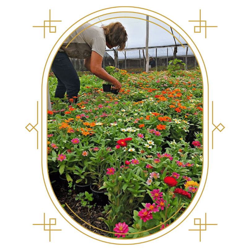 stop-gramas-servico-de-jardinagem-em-fortaleza-ce