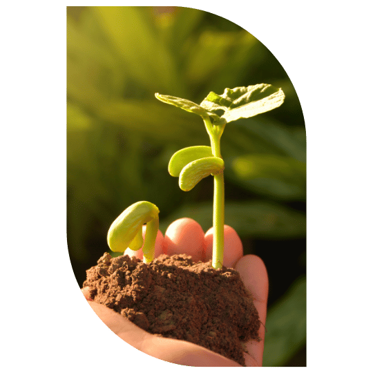 plantio-e-replantio-de-plantas-em-fortaleza-stop-gramas