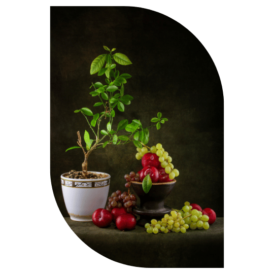 solucao-plantas-frutiferas-stop-gramas-ceara
