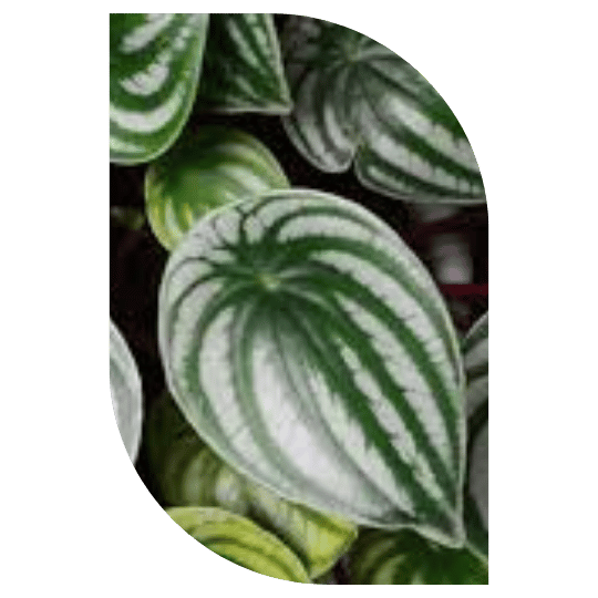 solucao-plantas-nativas-stop-gramas-ceara