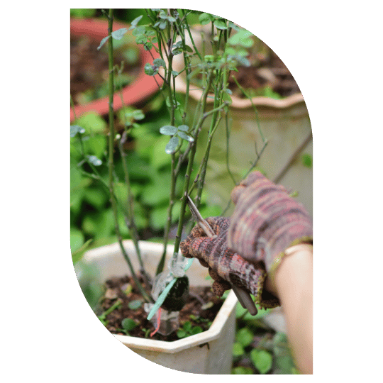 solucao-produtos-para-jardinagem-stop-gramas-cearaa